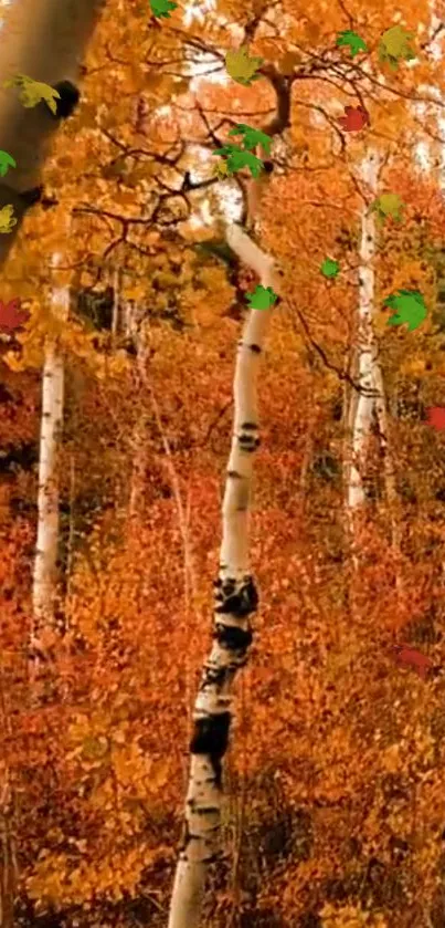 Autumn forest with birch trees and vibrant orange foliage.