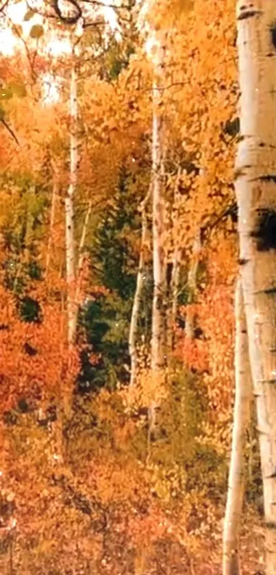 Autumn forest with birch trees and orange leaves.