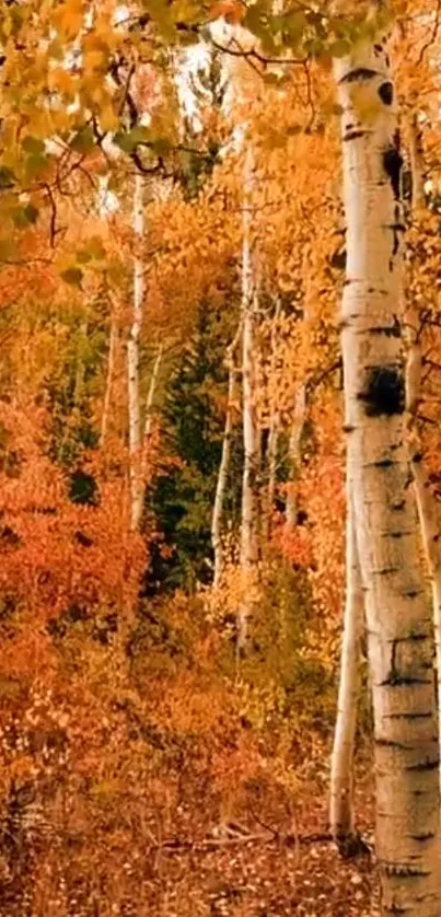 Autumn forest with birch trees and vibrant orange leaves.