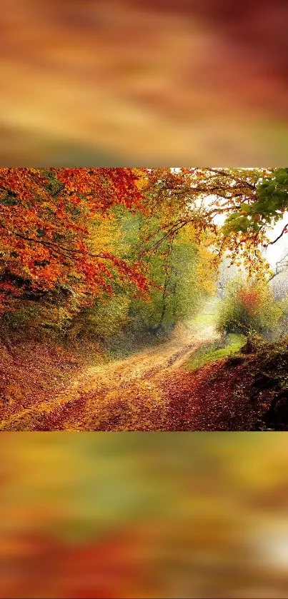 Scenic autumn forest path with vibrant foliage.