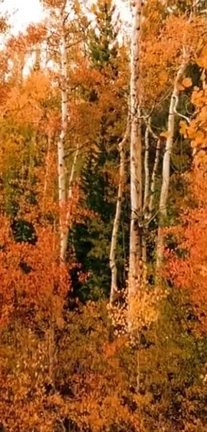 Vibrant orange autumn forest wallpaper with trees.