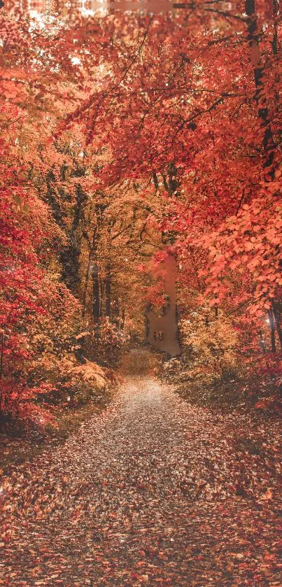 Pathway through the vivid red and orange autumn forest foliage.