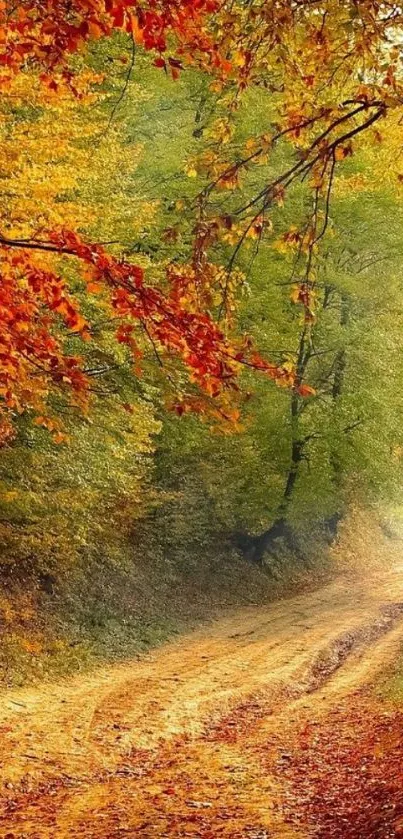 Autumn forest path with orange and yellow leaves.