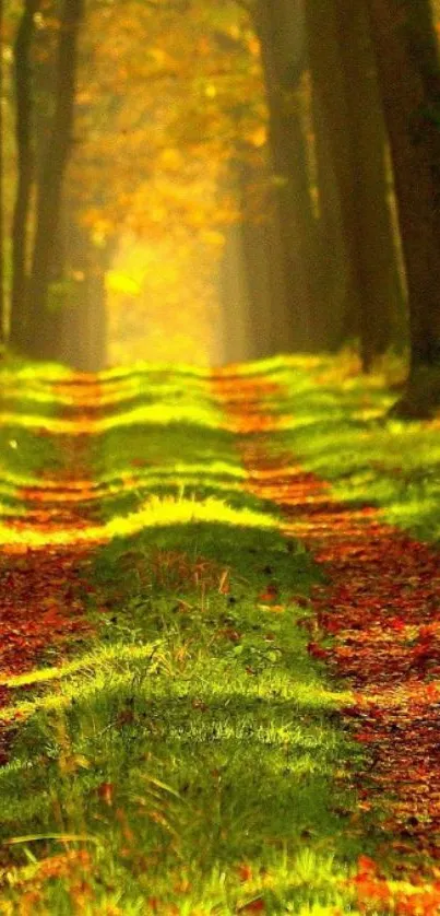 Autumn forest path with golden sunlight and vibrant leaves.