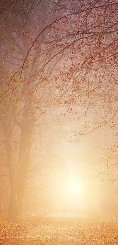 Misty autumn forest path with golden light and trees.