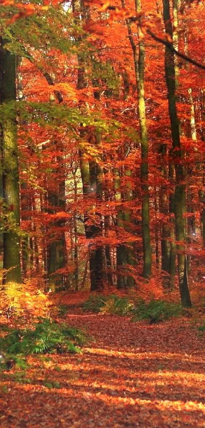 Vibrant autumn forest path with colorful trees and fallen leaves.