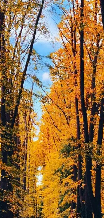 Beautiful autumn forest path with vibrant orange leaves and tall trees.