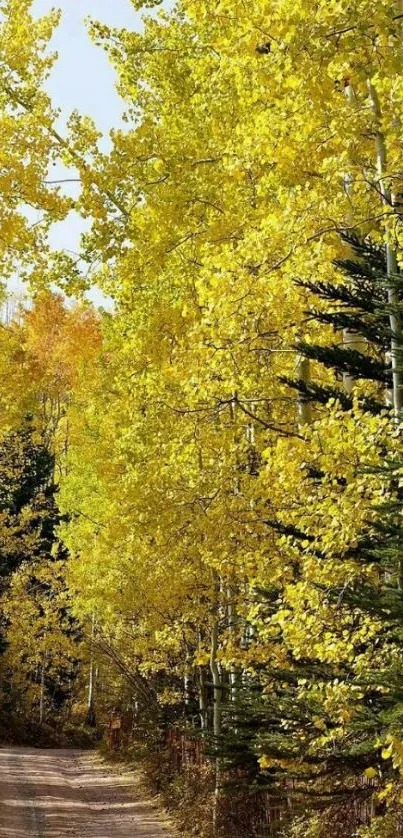 Mobile wallpaper of a forest path framed by autumn's yellow foliage.