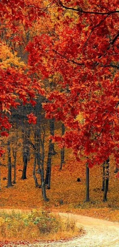 Vibrant autumn forest path with red and orange foliage.