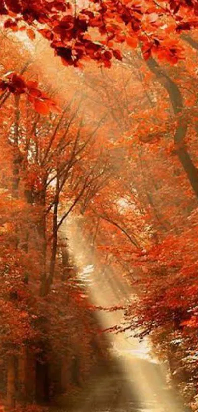 Serene autumn forest path with red and orange leaves.