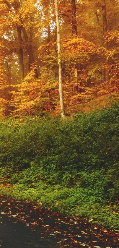 Scenic autumn path with vibrant orange foliage and lush greenery.