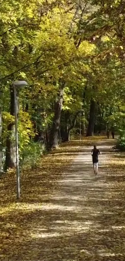 Serene autumn forest path with fallen leaves.