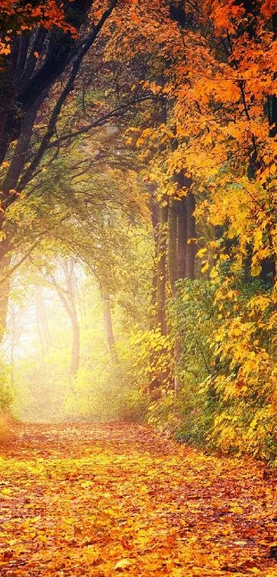 Autumn forest path with vibrant fall leaves on the ground.