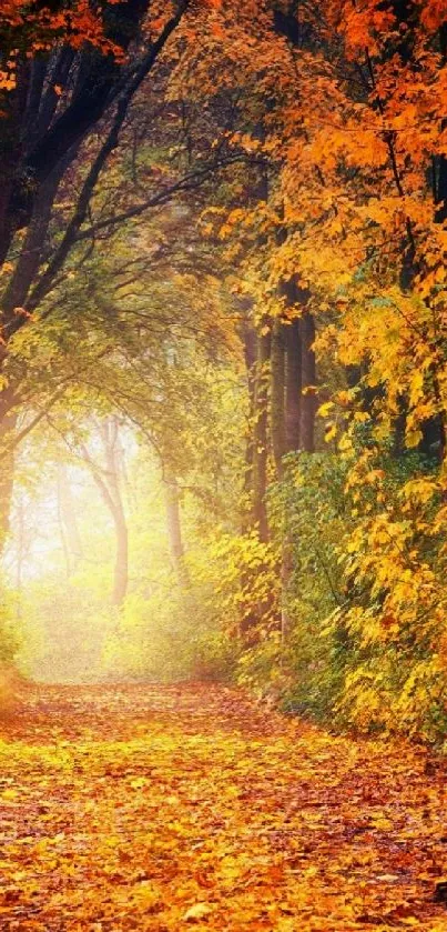 Autumn forest path with vibrant orange leaves.