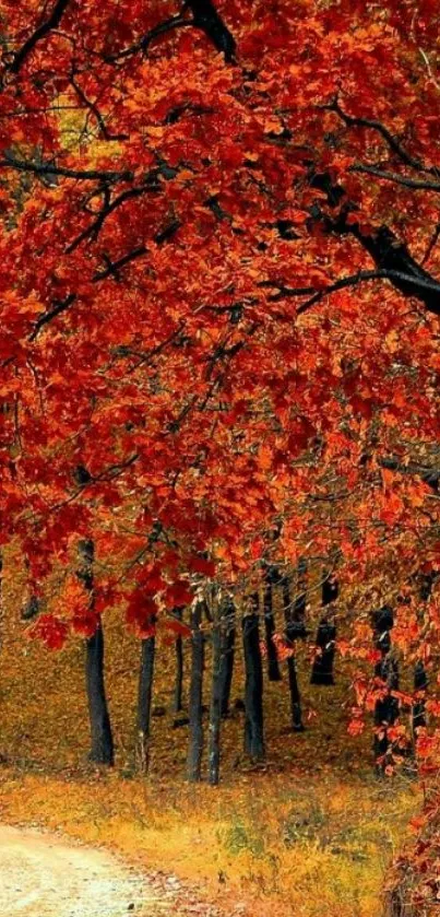 Red autumn leaves over a forest path.