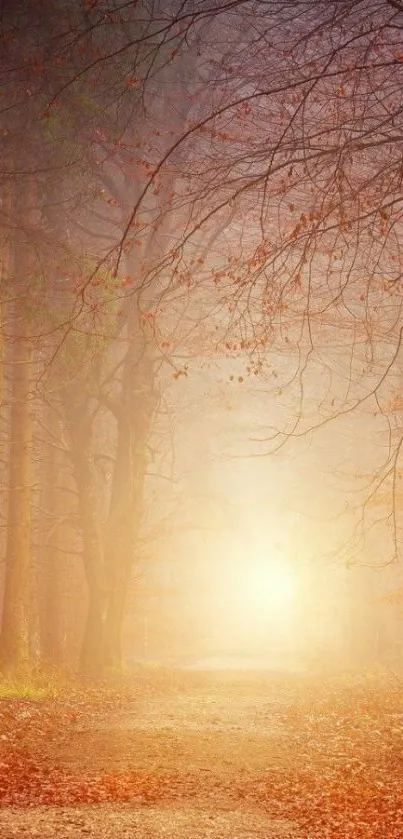 Autumn forest path with golden leaves and light.