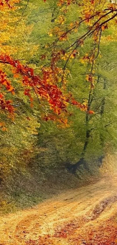 Autumn forest path with vibrant leaves and winding trail.