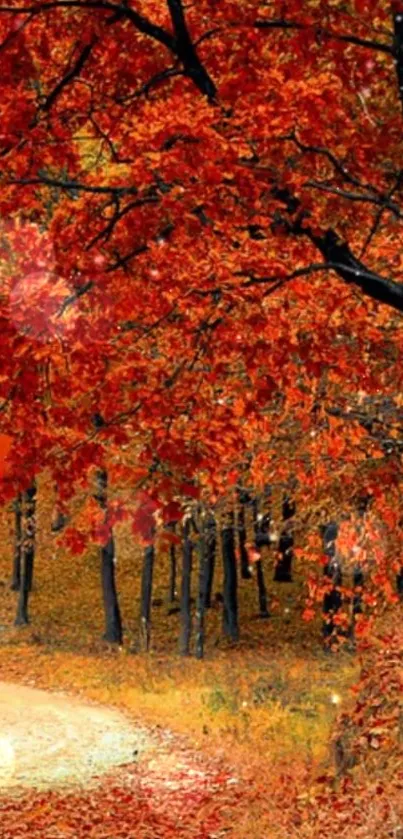 Autumn forest path with vibrant orange leaves.