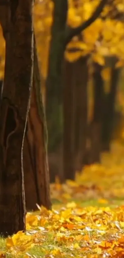 Autumn forest path with golden leaves.