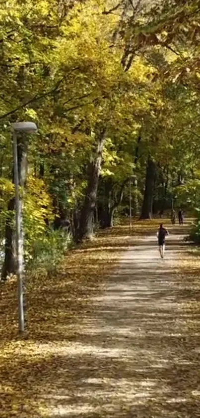 Autumn forest path with golden yellow leaves.