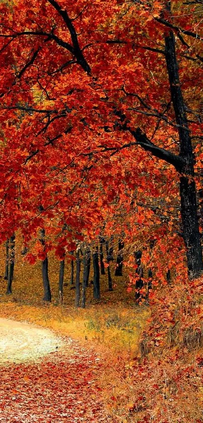 Autumn forest path lined with vibrant orange leaves.