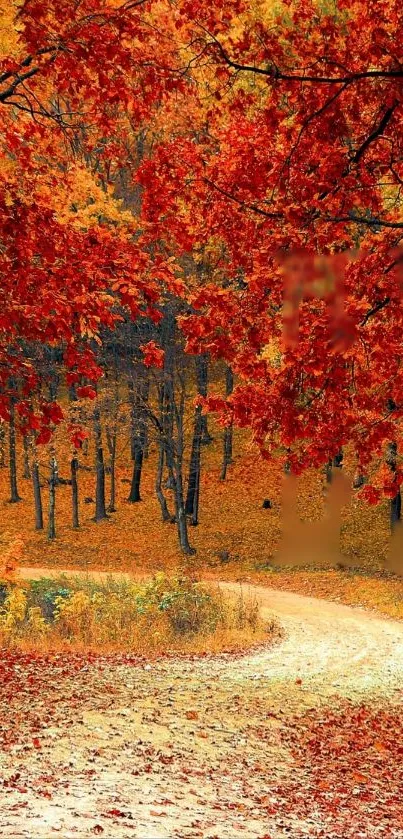 Serene autumn forest path with vibrant red and orange leaves.