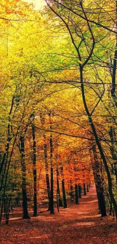 Mobile wallpaper of a vibrant autumn forest path with golden and green foliage.