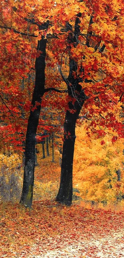 Autumn forest path with vibrant red leaves.