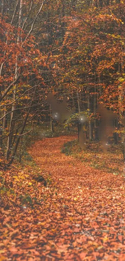 Path through autumn forest with fallen leaves.