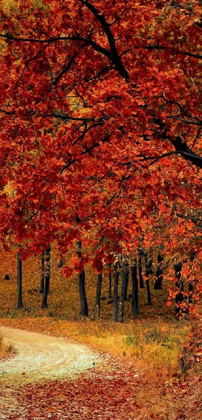 Autumn forest path with red foliage under trees.