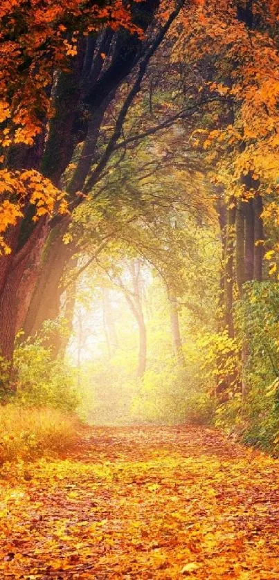 Autumn forest path with vibrant orange leaves and serene atmosphere.