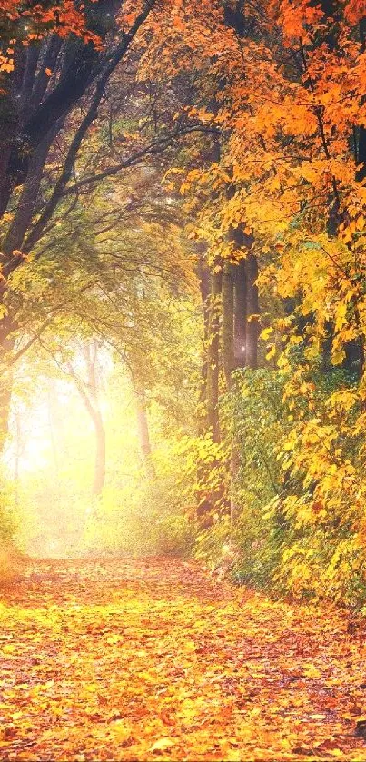 Autumn forest path with vibrant orange leaves.