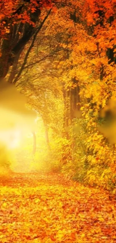 Pathway through an autumn forest lined with golden leaves and warm sunlight.