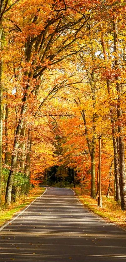 Autumn forest path with vibrant orange leaves.