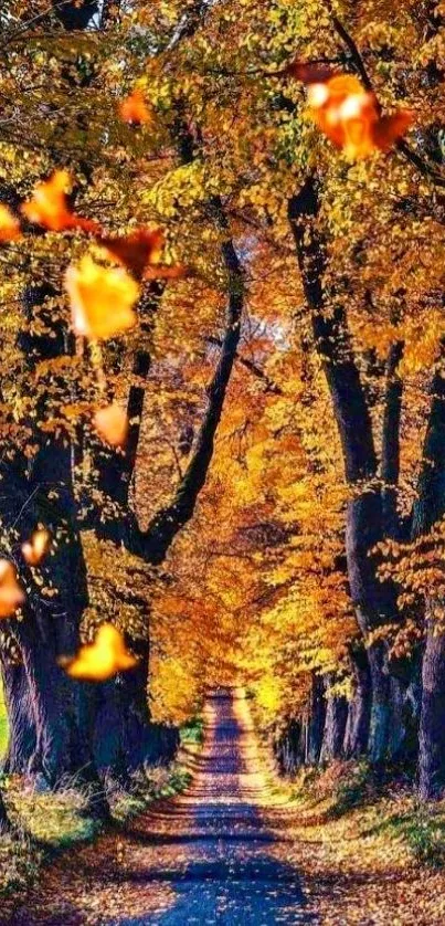 Autumn forest path with vibrant orange leaves hanging over a scenic walkway.