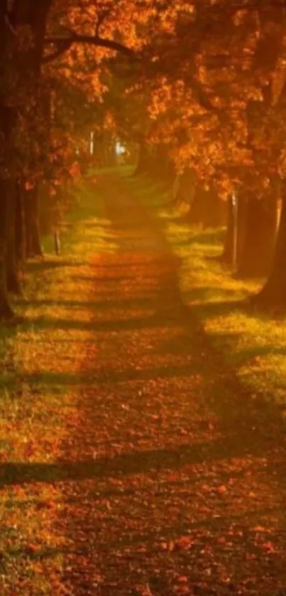 Autumn forest path with vibrant orange foliage.