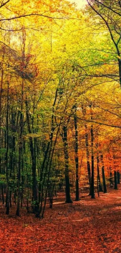 Autumn forest path with vibrant orange leaves.