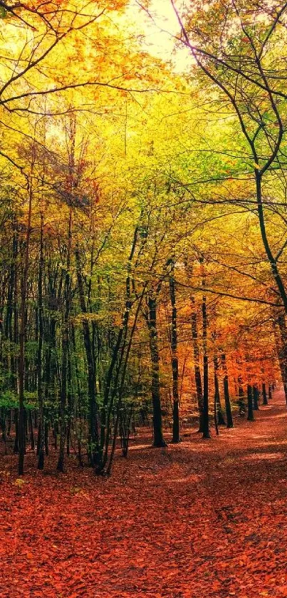 Autumn forest path with vibrant orange leaves and sunlight filtering through trees.