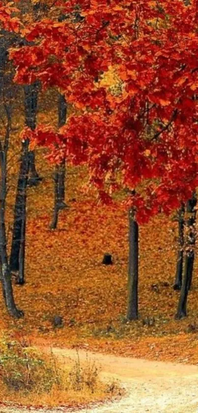 Autumn forest path with red foliage on trees.