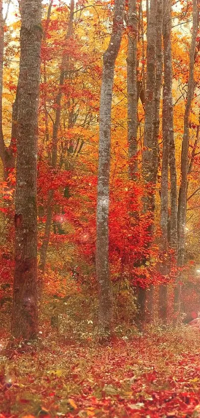 Autumn forest path with red leaves under tall trees.