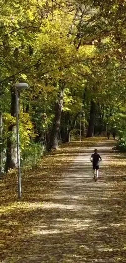 Serene autumn forest pathway with green and yellow leaves on a sunny day.