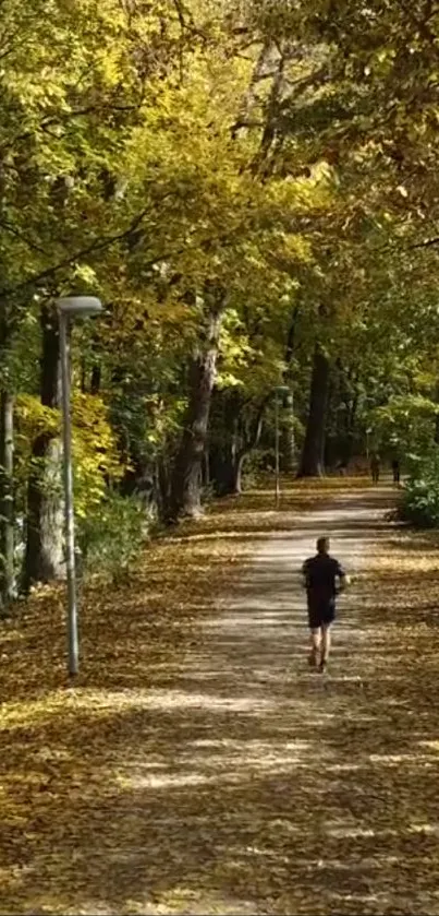 Autumn leaves on a forest pathway, creating a serene and golden scene.