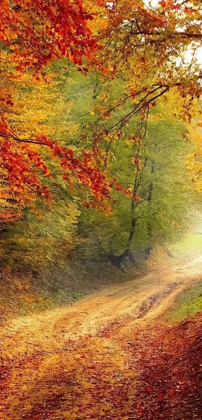 Vibrant autumn forest path with colorful foliage and serene atmosphere.