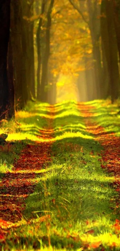 Serene autumn forest path with sunlight filtering through trees.