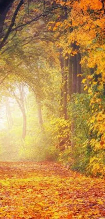 Autumn forest pathway with vibrant fall leaves and sunlight filtering through trees.