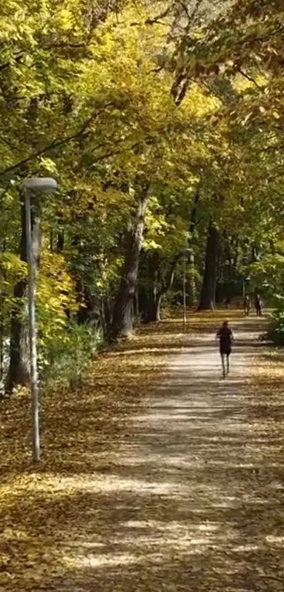 Serene autumn forest pathway with golden leaves and trees.