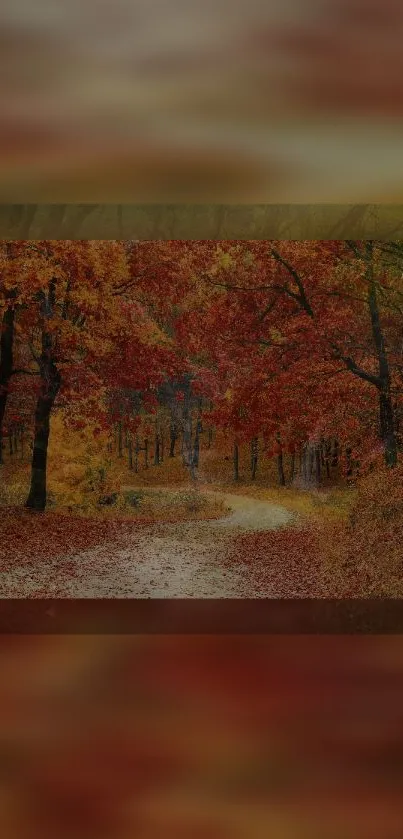 Serene autumn forest pathway with vibrant fall colors.