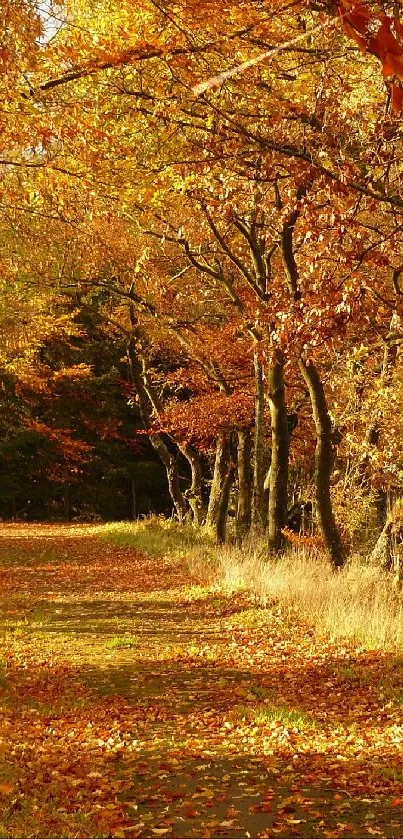 Beautiful autumn forest pathway with golden leaves and vivid fall colors.