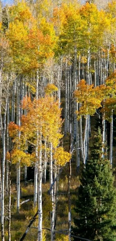 Autumn forest with vibrant yellow trees.