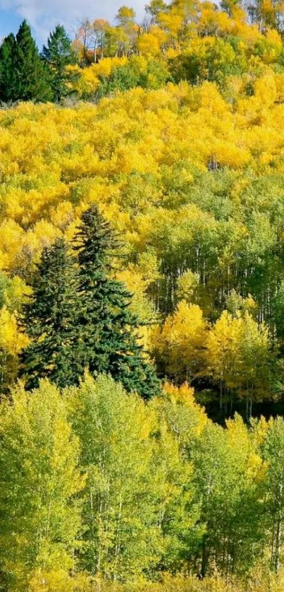 Vibrant yellow autumn forest wallpaper with lush trees.